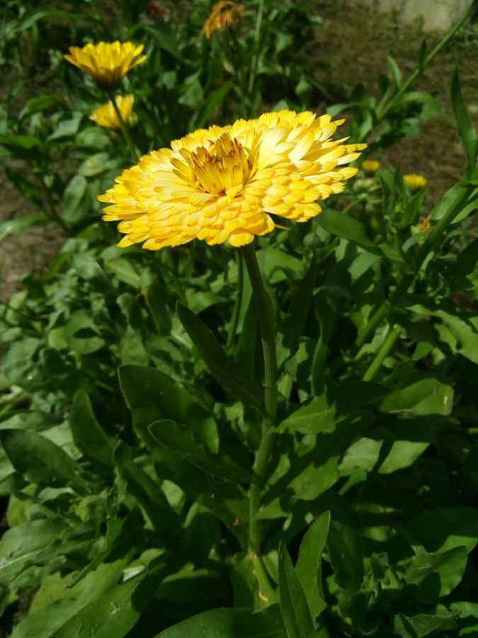 iocean-x9-yellow-flower